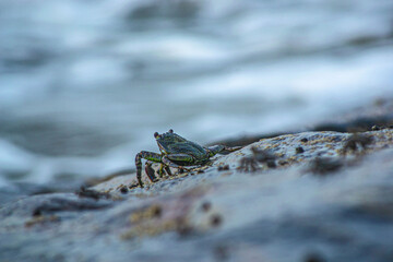 Crab on a rock