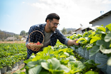 Naklejka na ściany i meble Caucasian man farmer working in a strawberry field. Worker picks strawberries. Agribusiness outdoor working in a organic farm.