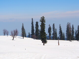 Beautiful  Tree and Snow Mountain and field. Sonamarg, Kashmir, India in Winter