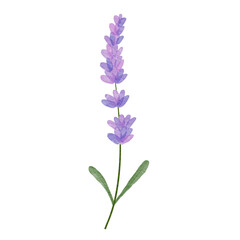 lavender watercolor.