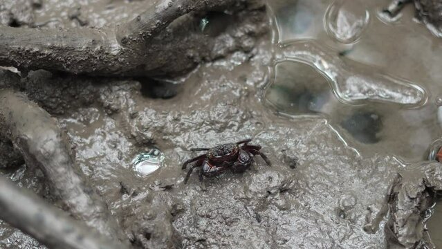 Small crab in mud in an Australian tropical mangrove