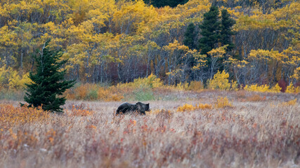 Grizzly bear walking in the colourful autumn woods in Glacier National Park, Montana, United States.
