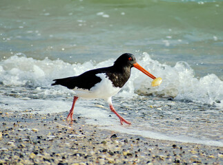 Oystercatcher bird running with shell in beak