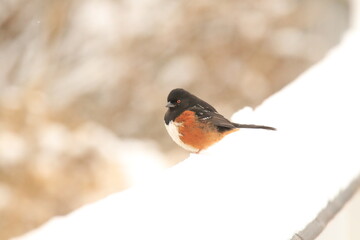 Spotted Towhee on a snowy railing