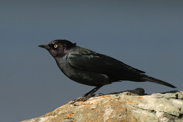 Brewer's Blackbird side portrait in the sun on a rock