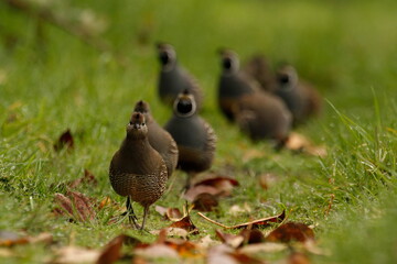 Several California Quails walking or running through a grass path at eye level
