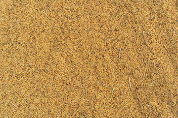 Golden yellow pile dried paddy to raw and fresh in farmer yard on top view for agriculture and rice cultivation and used as texture background in Thailand