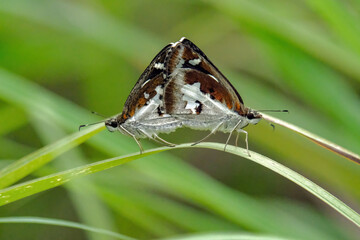Grass Demon butterfly mating on a grass leaf