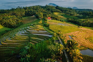 Fototapeta na wymiar Aerial view of rice terraces with warm morning sunlight. Countryside in Bali island.