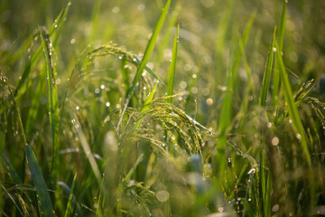 grass in the morning