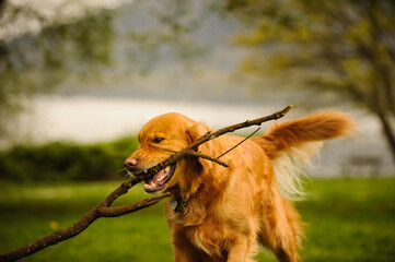 Golden Retriever dog playing with large stick at park