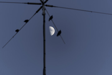 blackbirds perched on an antenna with the moon in the background