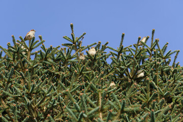 sparrows perched on the branch of a fir tree
