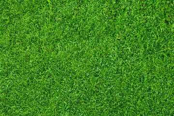 Top view of natural green grass texture background.