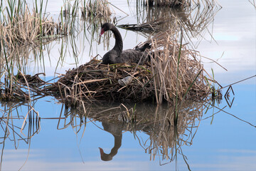 Black swan in nest with reflections in the water