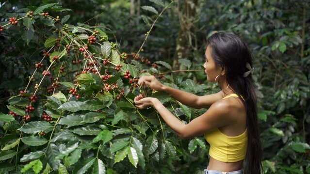 Wide shot of young woman farmer harvesting arabica coffee beans from tree