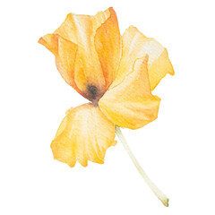 Naklejka premium Yellow flower watercolor