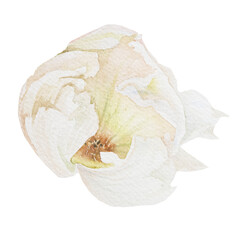 Watercolor white flower