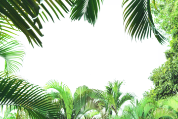 tropical leaves boarder frame in 
juicy green color, alpha