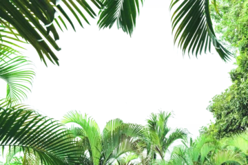 Fotobehang Tropisch tropical leaves boarder frame in  juicy green color, alpha  © everigenia