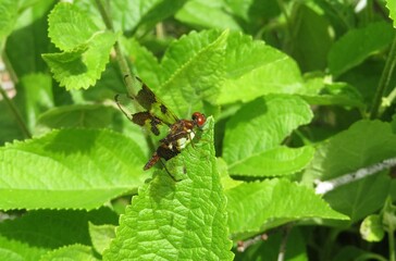 Tropical dragonfly on green plant in Florida nature