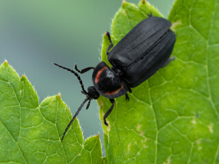 P8211672 Pacific Northwest firefly, Ellychnia hatchi, on a leaf, cECP 2022