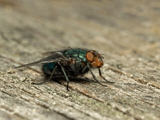 P7180341 side view of a blowfly, Calliphora vicina, on wood, cECP 2022