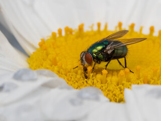 P7170346 greenbottle fly, Lucilia sericata, feeding on yellow pollen cECP 2022