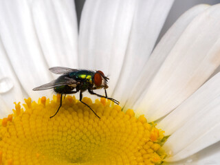 P7170358 greenbottle fly, Lucilia sericata, on daisy grooming its legs cECP 2022
