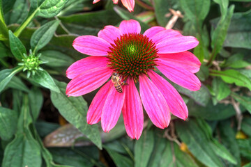 A Honey Bee on a Pink Coneflower.