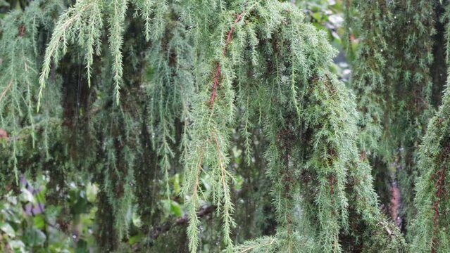 Rain Falling On Leaves of evergreen coniferous tree. Natural background. Raining day in the garden. 