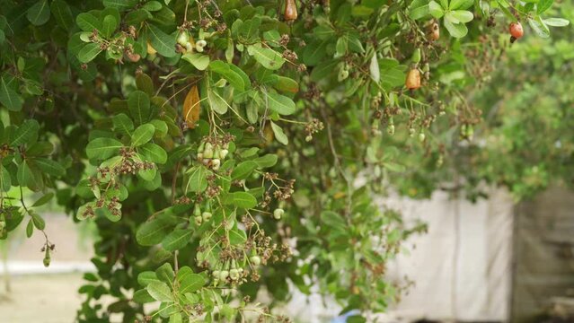 Medium side shot of Asian female cashew farmer harvesting cashew nut from tree