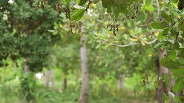 Medium front shot of Asian female cashew farmer harvesting cashew nut from tree