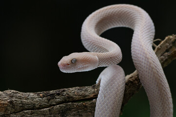 A pink female mangrove pit viper Trimeresurus purpureomaculatus hanging on a branch with black background 