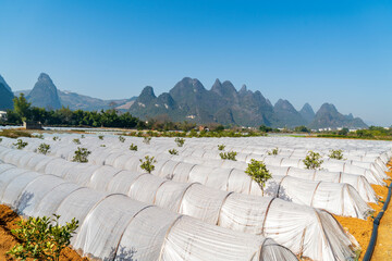 Seedling cultivation greenhouse of farm plantation