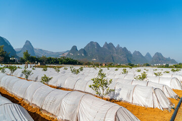 Seedling cultivation greenhouse of farm plantation