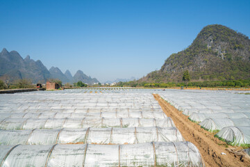 Seedling cultivation greenhouse of farm plantation