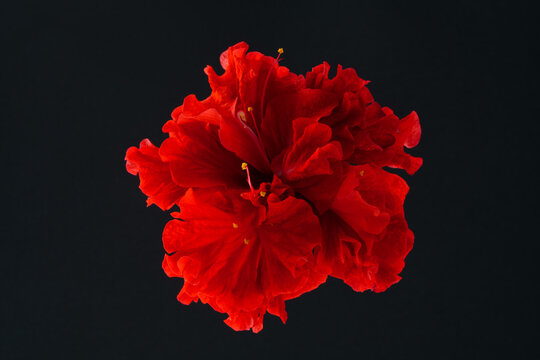 Red flower isolated on black background. Close up and Selective focus. Hibiscus flower, commonly called Chinese hibiscus, China rose, Hawaiian hibiscus, shoeblack plant.