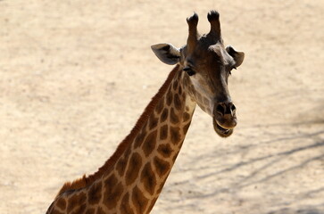 A tall giraffe lives in a zoo in Tel Aviv.