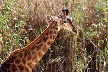 A tall giraffe lives in a zoo in Tel Aviv.