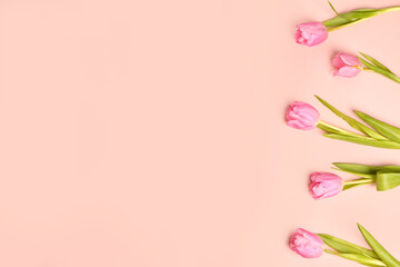 Fototapeta premium Blooming tulip flowers on pink background
