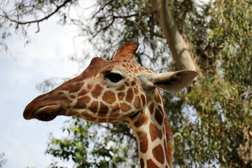 A tall giraffe lives in a zoo in Tel Aviv.
