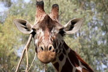 A tall giraffe lives in a zoo in Tel Aviv.