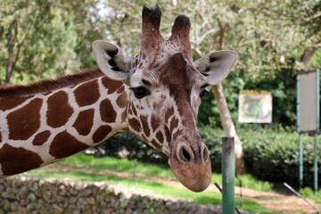 A tall giraffe lives in a zoo in Tel Aviv.