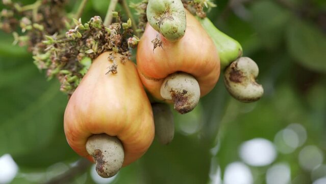 close up of cashew nuts hanging on cashew tree at different stages of maturity