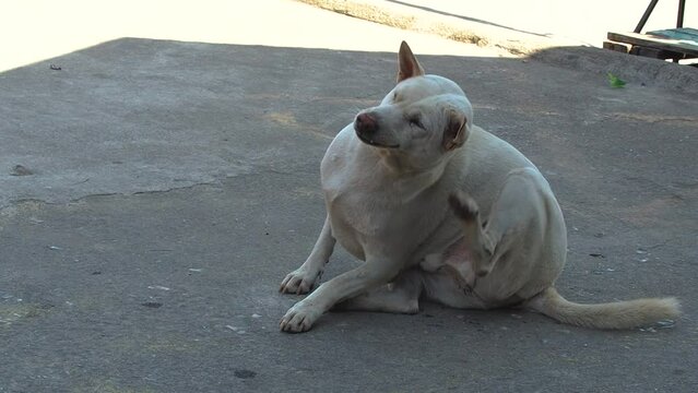 poor itchy and sad dog sleeping and wait for the dog food