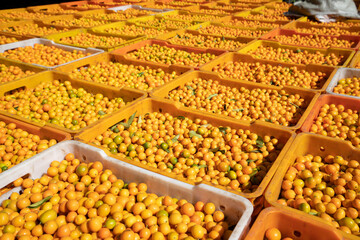 The warehouse is full of oranges for transportation