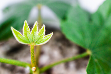 plant outdoor in sunny backyard,