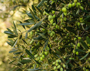 Many of green fresh natural Greek organic olives grown on a farm. Olive trees grow on a green tree...