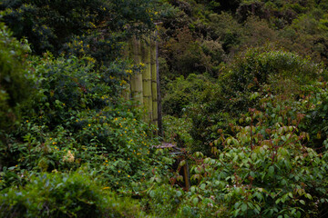 La magnifica flora y fauna de un campo.